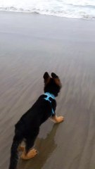 Puppy German Shepherd Runs Away From Waves