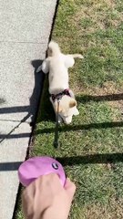 Stubborn Shiba Prefers To Be Pulled