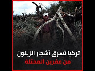 تركيا تسرق أشجار الزيتون من عفرين المحتلة‎