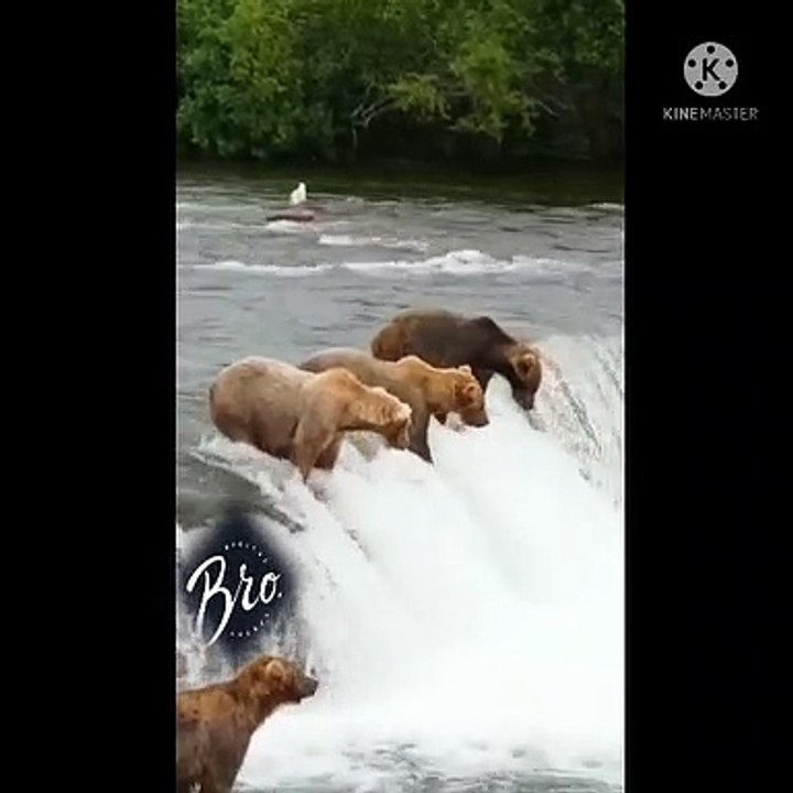 The Fisher Dogs