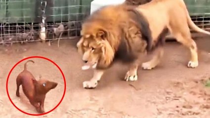 Aslan ile köpeği aynı kafese bıraktılar! Sonrasında olanlara kimse inanamadı