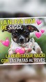 La nueva vida de Siggi, la perrita que nació con las patas al revés