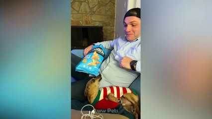 Angry Cat - Funny Pets Reaction Videos