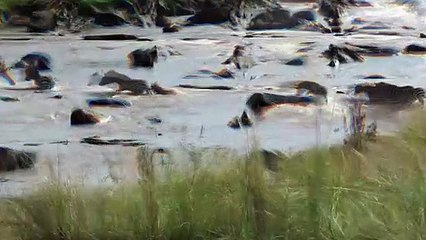 One unsuspecting zebra falls victim before the jaws of death deal their final blow