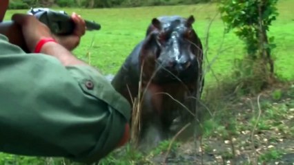 Crocodile eat animals Leopard, Turtle, Cheetah, Lion Super Power jaw
