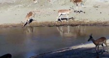 Crocodile hunts Impala Not easy to see these reptiles catch a meal