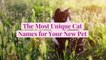 The Most Unique Cat Names for Your New Pet