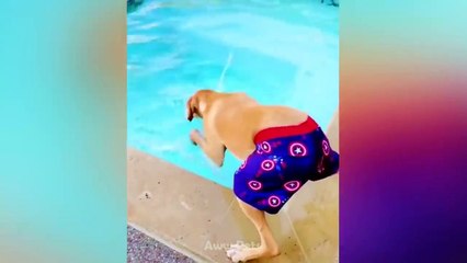 So Funny Dog Reaction To Middle Finger