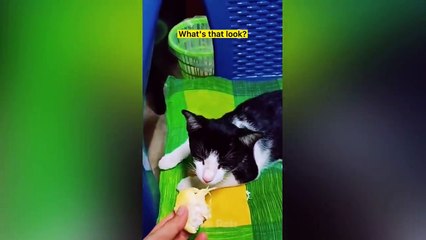 So Funny And Cute Cats Reaction- Pets Videos Compilation