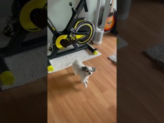 Dog Does Adorable Treat Dance