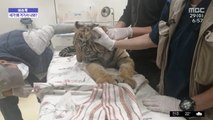 [이슈톡] 멕시코 도심서 배회하는 새끼 호랑이 발견