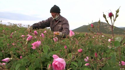 Where rose oil is holy, liquid gold