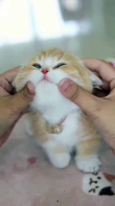 cats.loverss0 funny cats kity