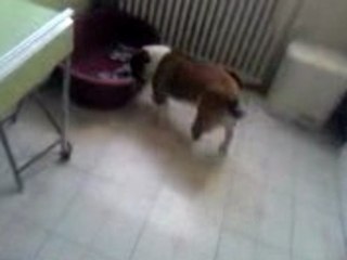 Mona la femelle bouledogue anglais attend sa gamelle!!