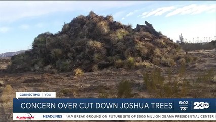 Concern over cut down Joshua trees