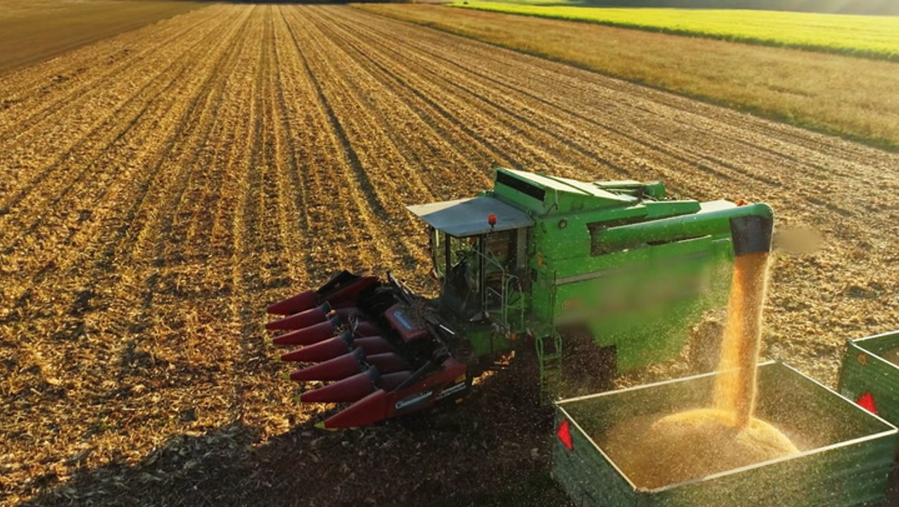 How is the 2021 harvest looking?