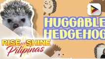 FEATURE: Tamang pag-aalaga ng hedgehogs