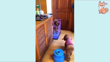 You will laugh at all the DOGS  Funny DOG Videos
