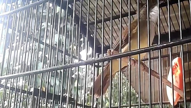 Masteran Brewes _ cucak jenggot lokal gacor