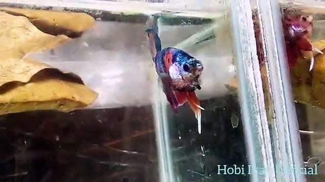 JUALAN IKAN CUPANG HIAS UNTUK INDUK / SELLING ORDINARY BETT FISH FOR INDOOR