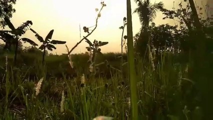 Pemandangan Senja di Pesawahan