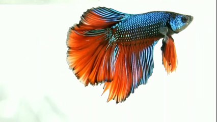 ikan cupang termahal tahun 2021