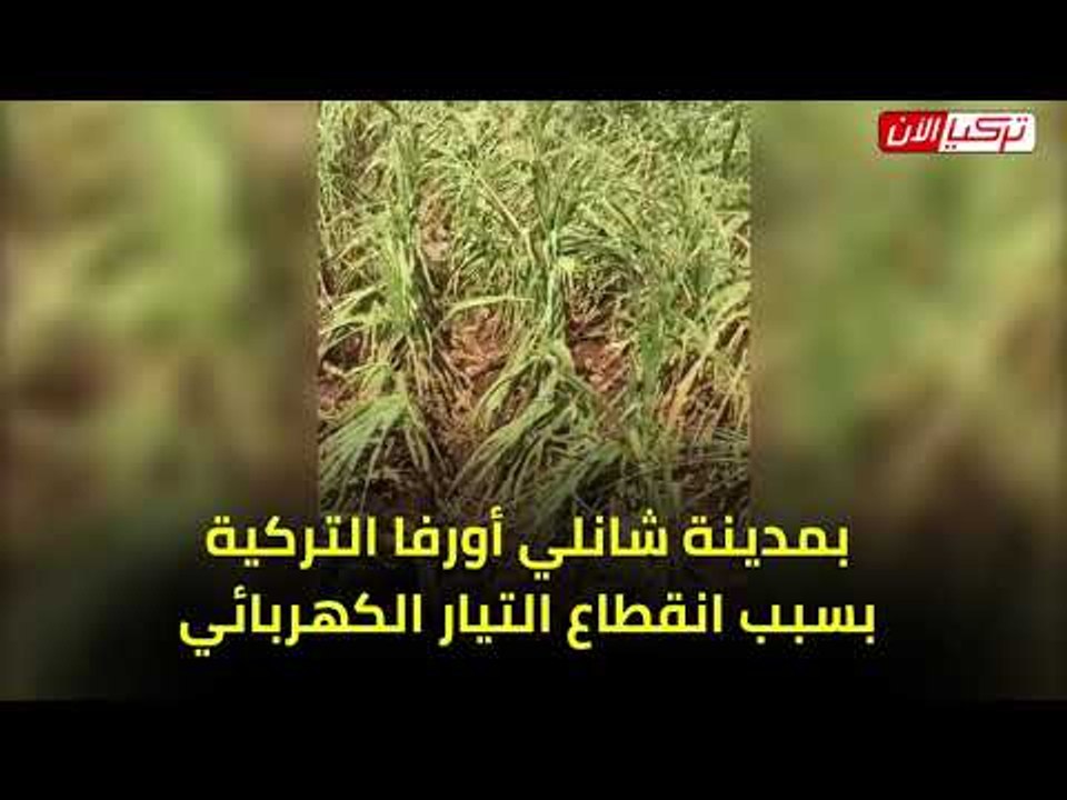 جفاف المحاصيل الزراعية في شانلي أورفا التركية بسبب انقطاع الكهرباء