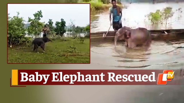 Baby Elephant Stuck In Water Rescued & Reunited With Herd
