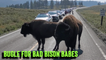 'Confused bison block the traffic at Yellowstone National Park'