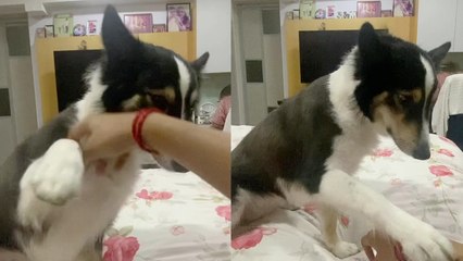 'Demanding sheepdog doesn't want owner to stop scratching her head '