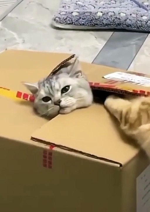 Funny Cats Compilations