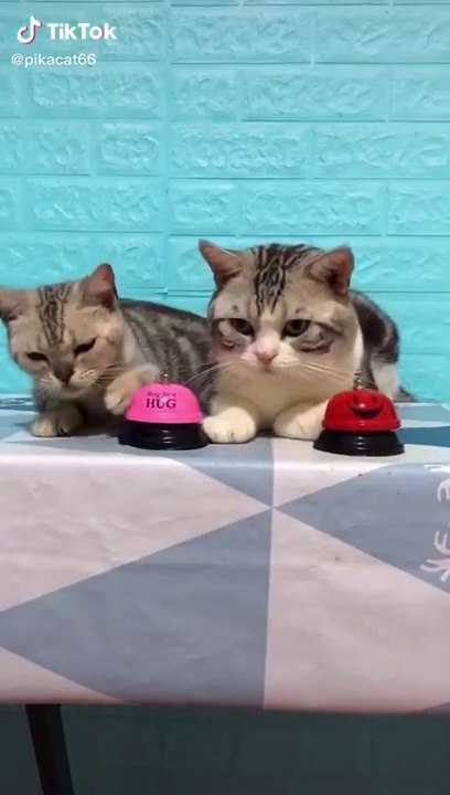 Lovely Cat, black cat, cats, funny cats, funny cat videos