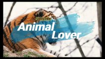 German Shaperd 4K Amazing Video |Animal Lover | Animals Channel
