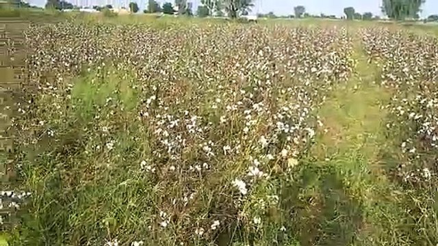 बारिश से खेतों में तबाही का मंजर