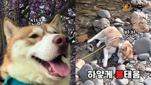 물놀이로 하얗게 불태운 허스키 '신나게 놀고 급방전'