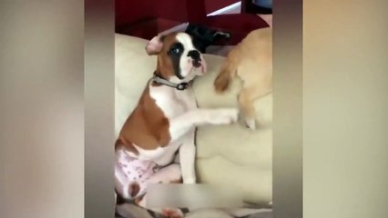 Guilty DOG Face Reaction