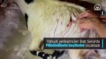 Yahudi yerleşimciler Batı Şeria'da Filistinlilerin keçilerini bıçakladı