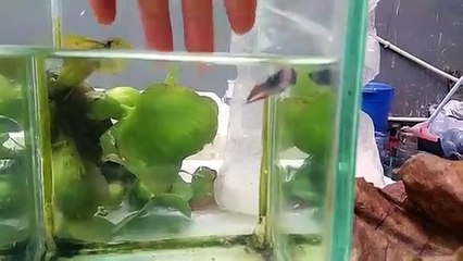 CARA MENGOBATI IKAN CUPANG YANG KUNCUP / HOE EEN BULK BET VIS TE BEHANDELEN?