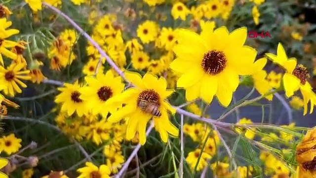 AYÇİÇEĞİ, GENETİĞİ DEĞİŞTİRİLİP HASTALIĞA VE KURAKLIĞA DAYANIKLI ÜRETİLECEK