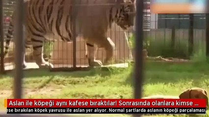 Aslan ile köpek aynı kafese bırakıldı! Sonrasında olanlara kimse inanamadı