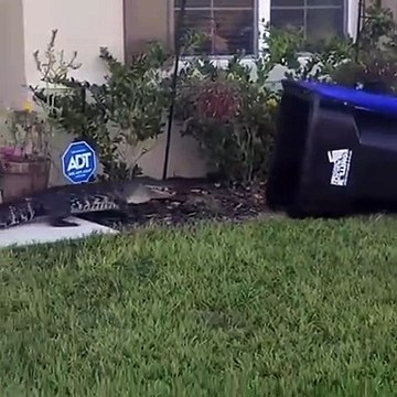 Un homme capture un alligator avec une poubelle