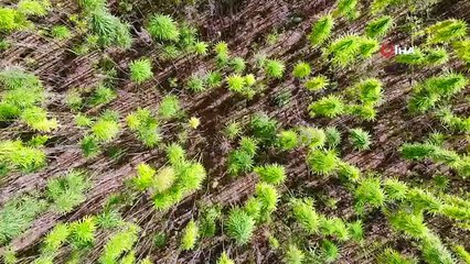 Boyları 4,5 metreye ulaştı! Yerli ve milli kenevirler hasat için gün sayıyor