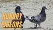 Feeding Wild Hungry Pigeons | Feeding Wild Pigeons | Wild Hungry Pigeons