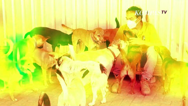 17 Ekor Anjing Diselamatkan dari Rumah Jagal di Yogyakarta