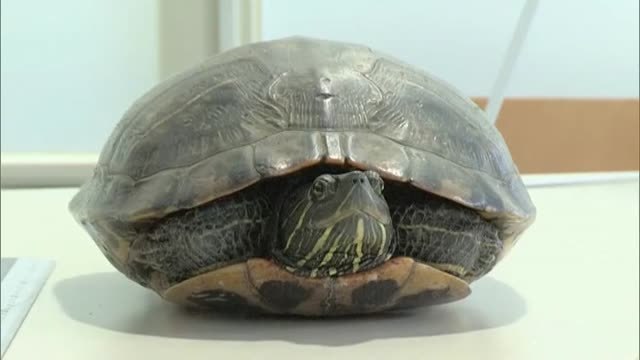 Una tortuga en medio de una pista de aterrizaje obliga a cancelar cinco vuelos