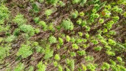 Yerli ve milli kenevirler hasat için gün sayıyor: Boyu 4,5 metreye ulaştı