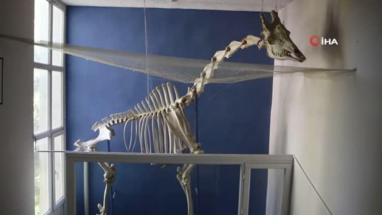 Elazığ'da 8 milyon yıllık hayvan fosilleri sergileniyor