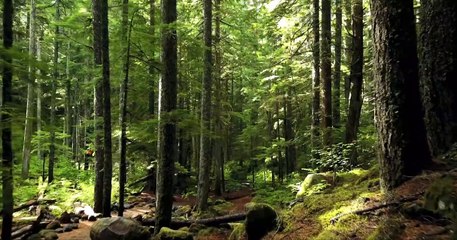 Forest Amazing video | Natural Beauty |nature