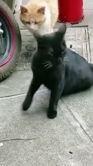 Funny shocked cat