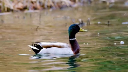 Best Sleep Music for a good night sleep 